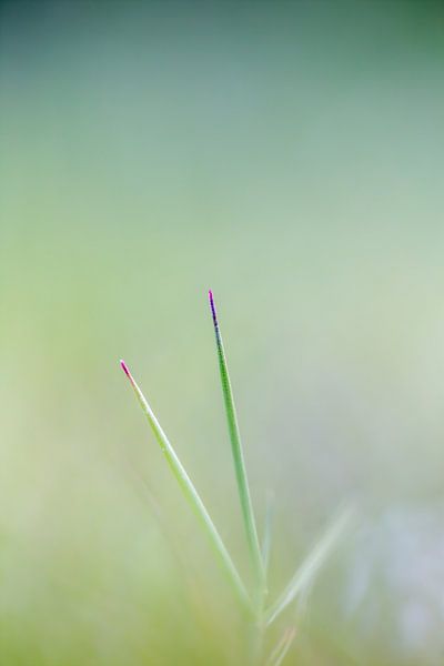 Gras by Robert Wiggers