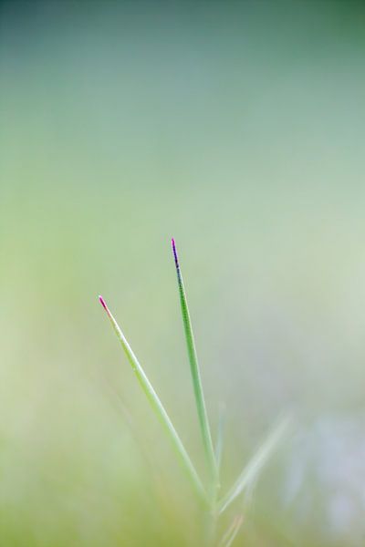 Gras par Robert Wiggers