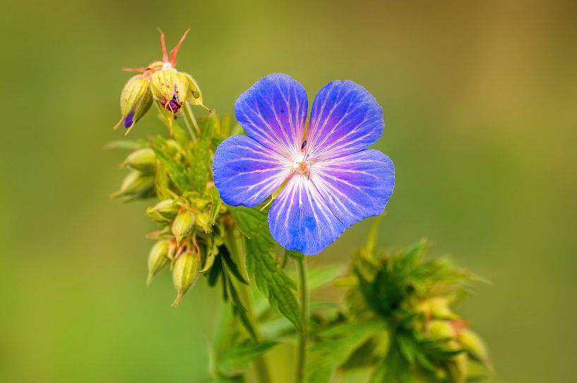 Purple Cranesbill Flowers Blossom by Mario Plechaty Photography
