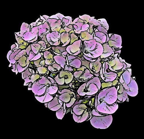 A velvety hydrangea in the evening light.