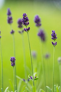 purpere lavendelbloemen met sterke groene achtergrond van chamois huntress