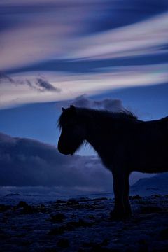 Een IJslands paard voor een parelmoerwolk III van Elisa in Iceland