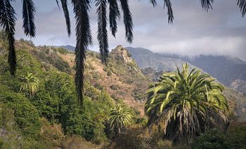 Ontdek de weelderige landschappen van La Gomera in de levendige natuur, Sp