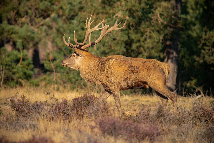 Red deer buck on the Hoge Veluwe, in rutting season by Gert Hilbink