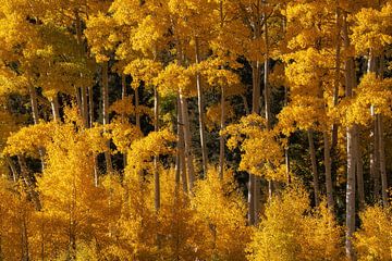 Gele asperges gloeien in de zon van Martin Podt
