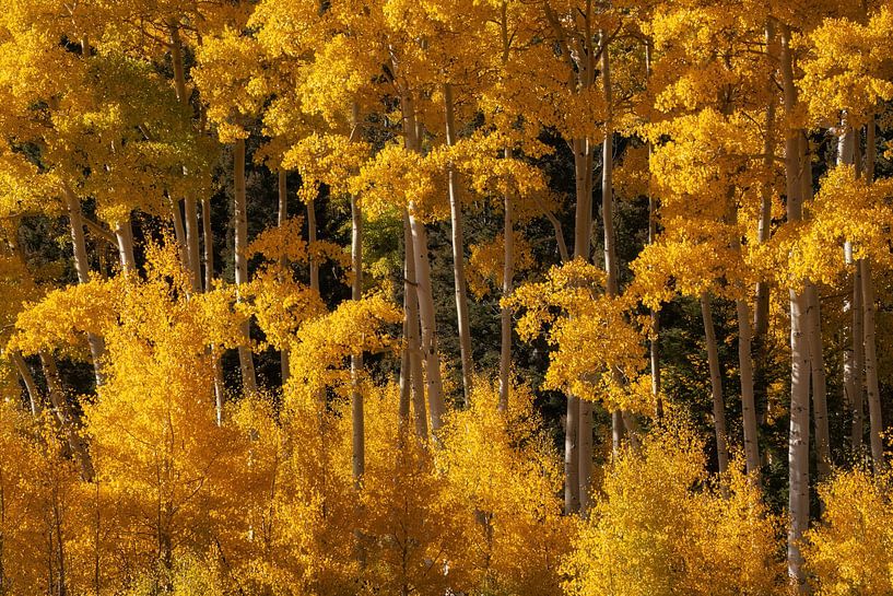 Yellow aspens glowing in the sun by Martin Podt