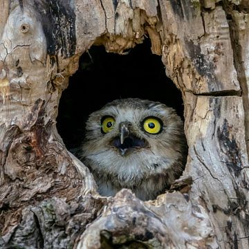 Burrowing owl looks out of a hollow tree trunk. by Albert Beukhof