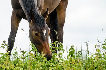 Pferd auf der Wiese von Richard Guijt Photography