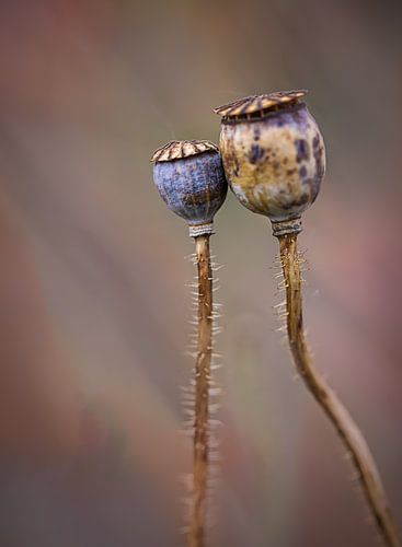 boutons de coquelicot