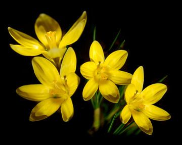 Yellow spring crocuses by Corinne Welp