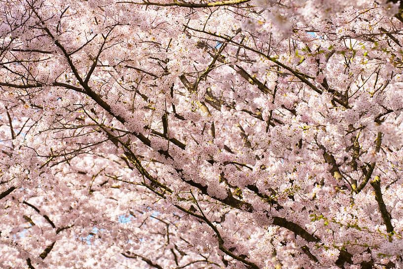 Cherry Blossoms by Brian Morgan