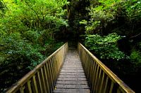 Holzbrücke zum dunklen Wald