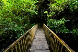 Bridge from wood towards the dark and green forrest