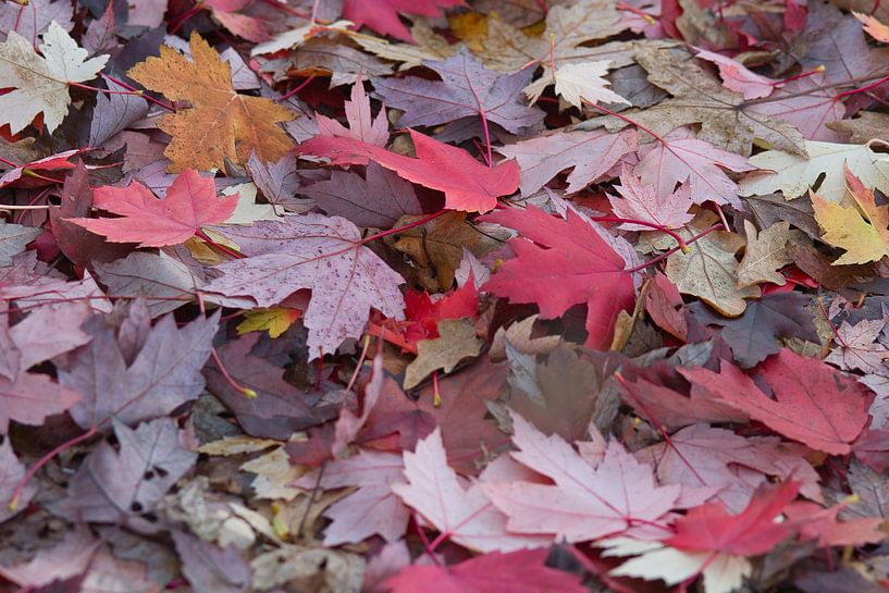 Feuilles d'automne en couleur par Jolanda de Jong-Jansen