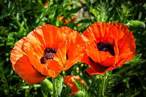 Blüte Mohnblume