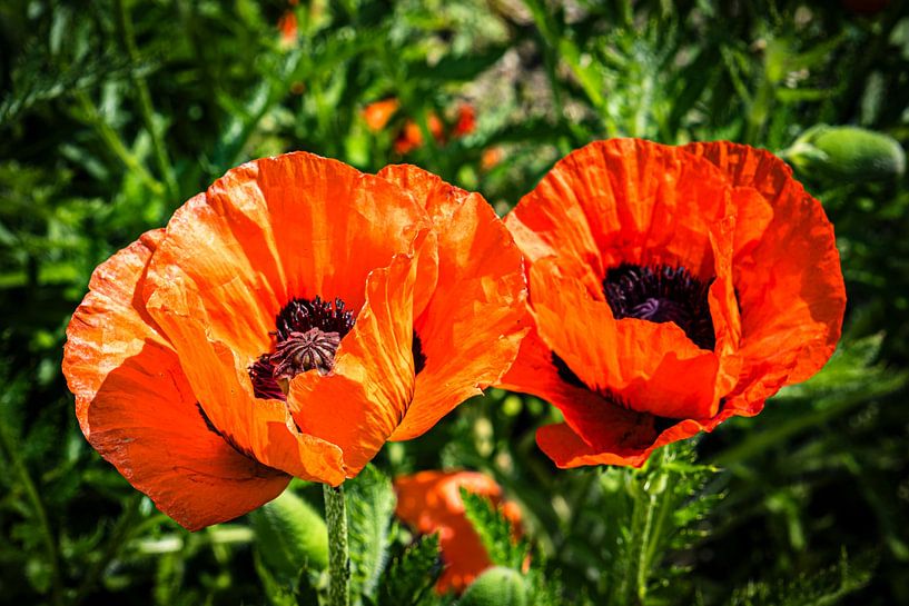 Poppy flower by Dieter Walther