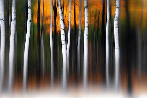 De magie van het bos