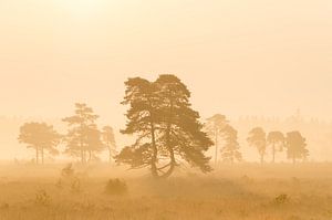 Sunrise on the High Fens (Belgium) by Hans Debruyne