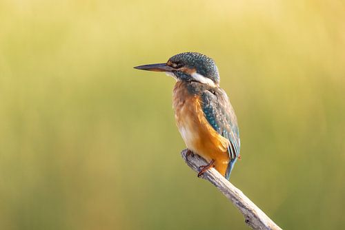 IJsvogel, Alcedo atthis