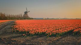 A bit of typical dutch