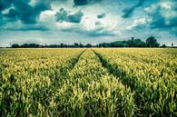 grain field Oosterwijtwerd (Groningen) by Johan van der Linde thumbnail