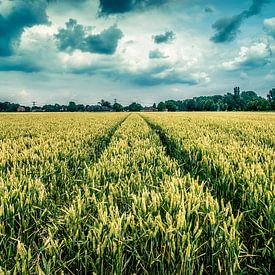 grain field Oosterwijtwerd (Groningen) by Johan van der Linde