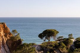 Pinie über dem Meer – Algarve-Küste von Nina Thilo
