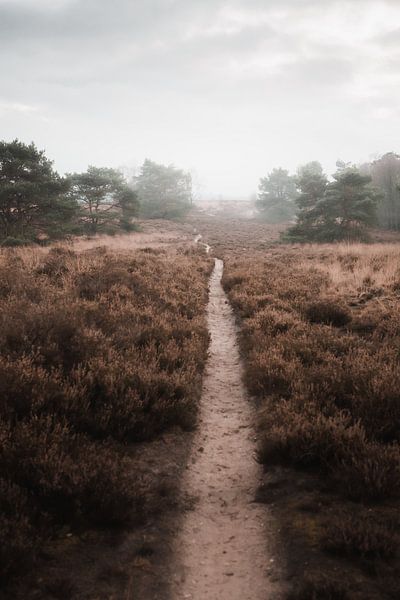 Wandelen naar het onbekende | De Veluwse heide van Nanda van der Eijk