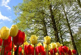 Tulpen onder de bomen in de tuin van Claude Laprise