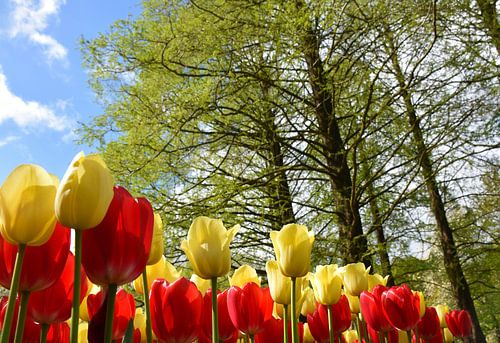 Tulpen onder de bomen in de tuin