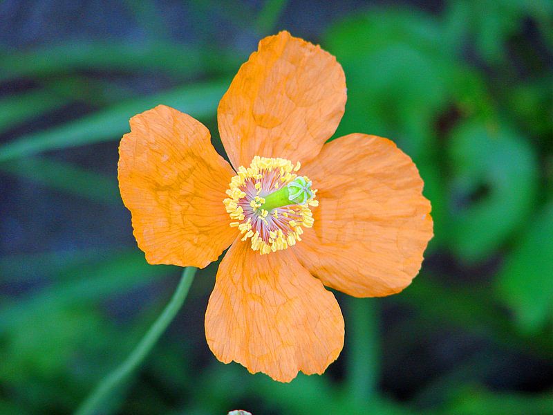 Fleur d'oranger par Frank Kleijn