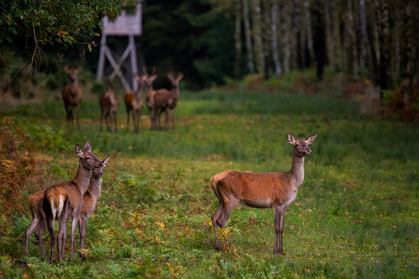Group of red deer by Gert-Jan Nijskens