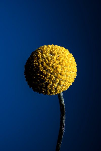 Craspedia globosa flower by Van Keppel Studios