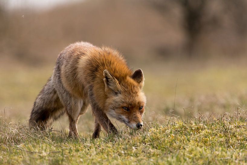 Seeking Fox by Peter Le Fevre