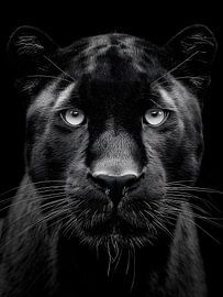 Schwarzer Panther – Intensiver Blick in monochromer Eleganz