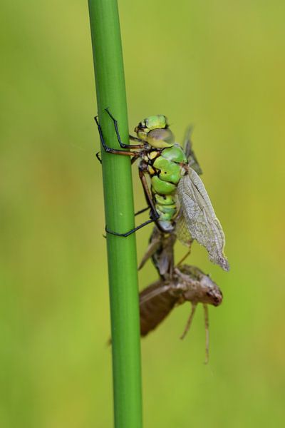 Green Dragonfly by Moniek van Hoof-Geenen