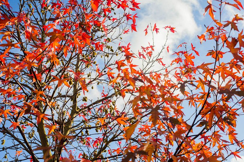 Fall 2018 by Stefan Lucassen