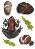 Der Frosch und die Kieselsteine