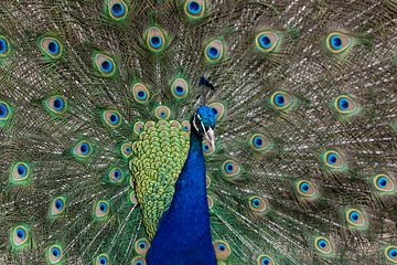 A peacock showing off its feathers by Bob Janssen