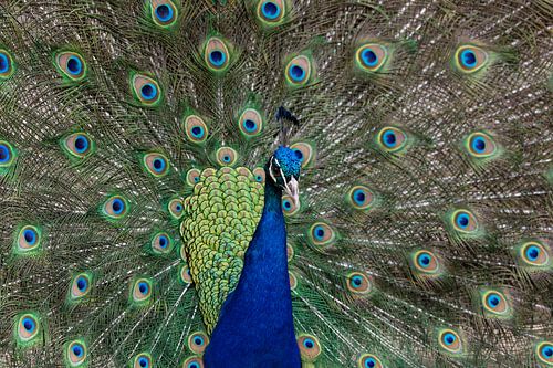 A peacock showing off its feathers