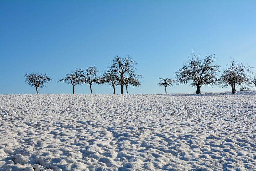 Besneeuwde natuur van Claudia Evans