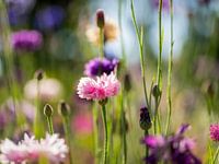 Summer flowers