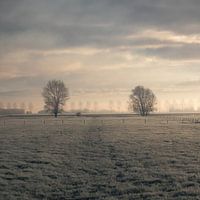 Zwei Bäume am Morgen