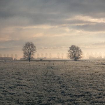 Twee bomen in de ochtend van Wouter Bos