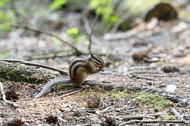 Das sibirische Eichhörnchen von Merijn Loch