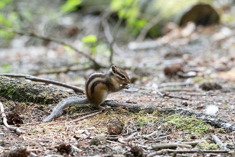 Das sibirische Eichhörnchen von Merijn Loch