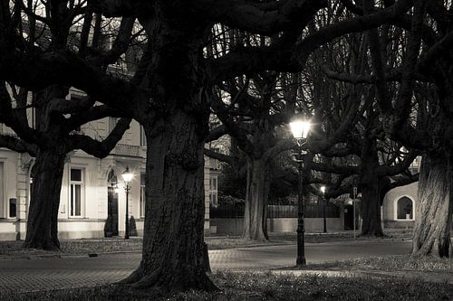 Kastanjebomen Sophialaan Den Haag