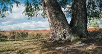 Creek Tree