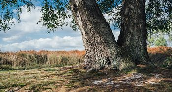 Bachlauf-Baum