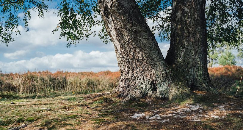 Creek Tree by Auke Hamers